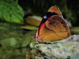 Colombia es un país con mariposas únicas en el mundo: estas son sus historias