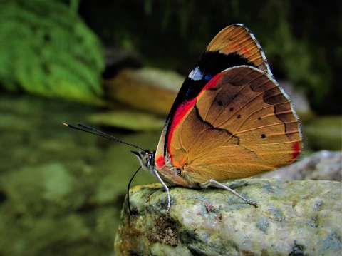 Colombia es un país con mariposas únicas en el mundo: estas son sus historias