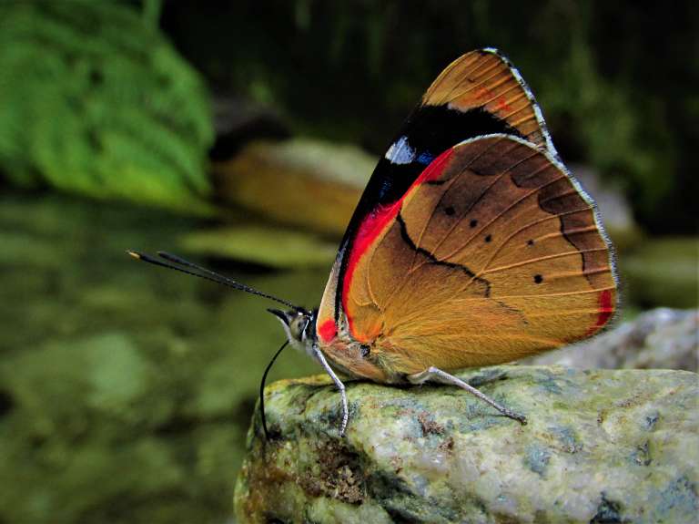 La Perisama nevada es una mariposa endémica de la Sierra Nevada de Santa Marta.