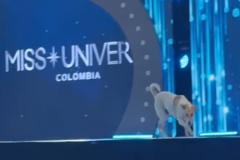 Miss Universe Colombia 2024: perrito entra en la pasarela y se roba el show