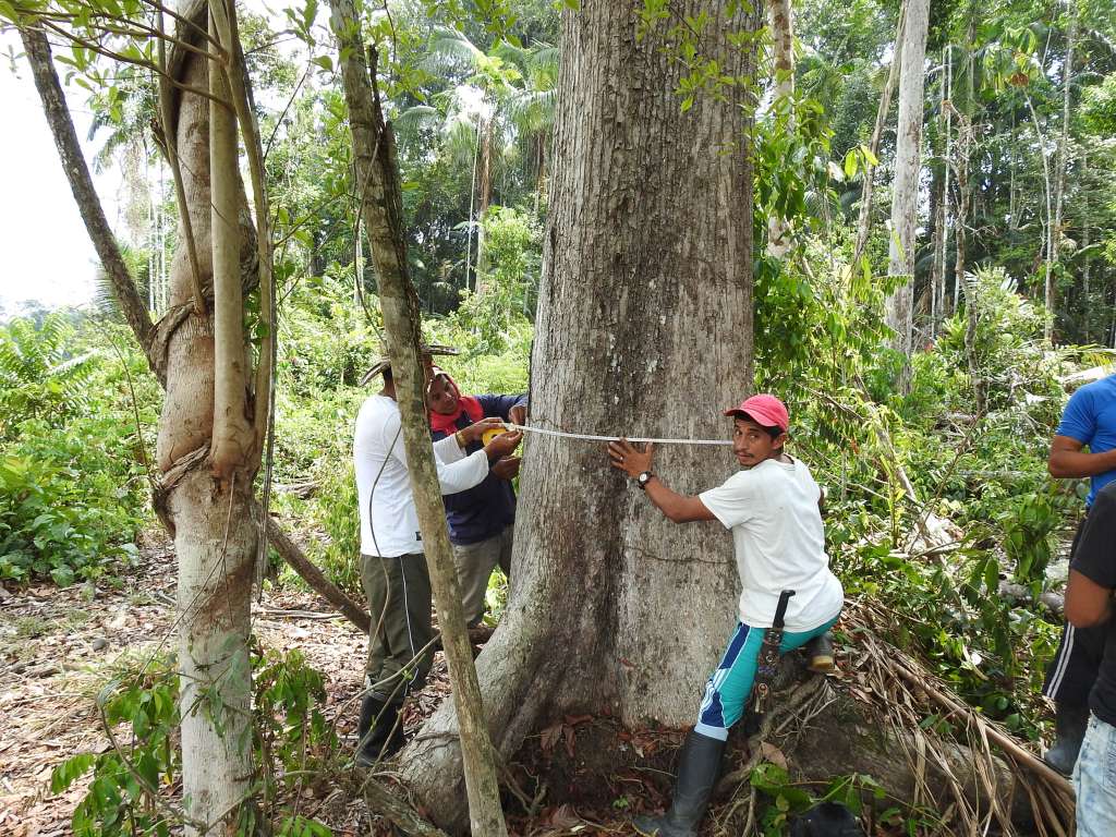 Hoy suman 4.597 hectáreas bajo manejo de forestería comunitaria