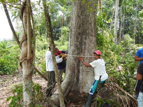Un futuro justo para los bosques y las comunidades que dependen de ellos