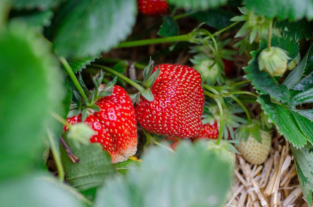 Son conocidas por sus frutos pequeños, jugosos y dulces, que varían en color desde rojo brillante hasta tonos más oscuros.