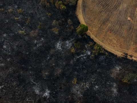 Metas Aichi, el “ex incumplido” que falló en conservar la biodiversidad