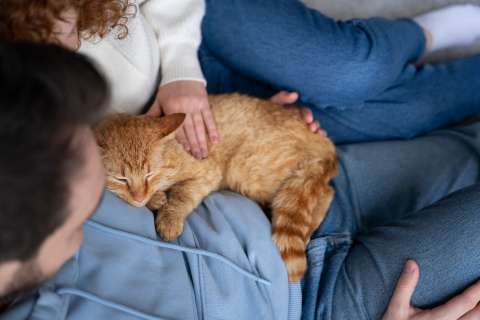 ¿Qué significa que un gato amase o “masajee” a una persona?