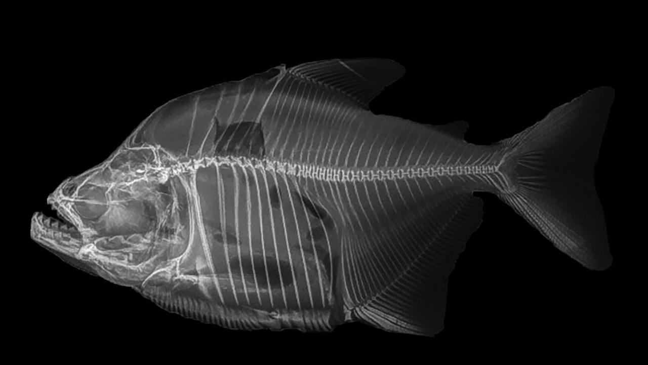 Radiografía del 'Serrasalmus magallanesi'.