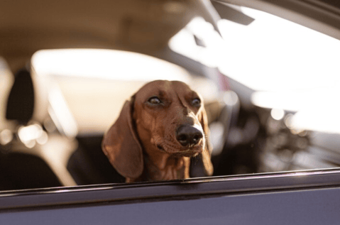 ¿Se transporta con su mascota?: evite cancelaciones o rechazos con estos consejos