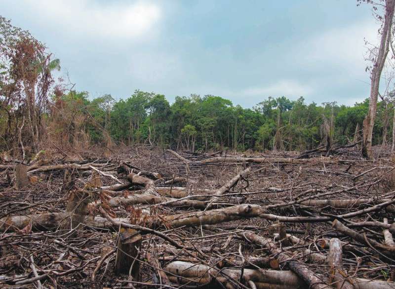 Imagen de referencia. Colombia cuenta con cerca de 60 millones de hectáreas de bosque, el 66% ubicado en la Amazonía. El 23% se concentra en los departamentos de Caquetá, Guaviare y Sur del Meta, con 13,6 millones de hectáreas verdes.