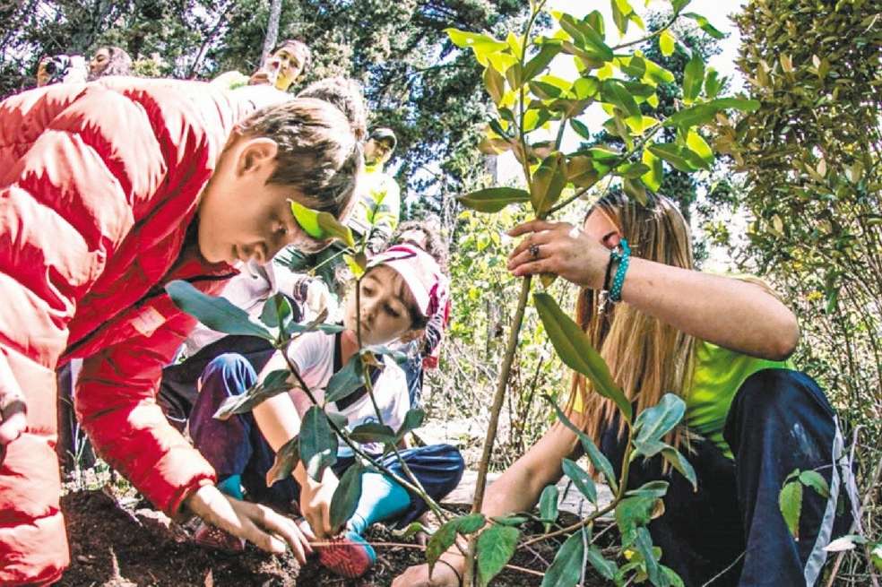 Para la recuperación del bosque nativo, la Red de Colegios ha sembrado especies autóctonas del bosque andino. / Cortesía del Jardín Botánico de Bogotá