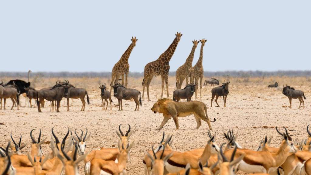 Namibia, lugar imperdible.
