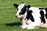 ¿Por qué las vacas no tienen dientes arriba?