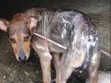 (Video) Fotógrafo rescató un perrito abandonado en una isla desierta en Belice