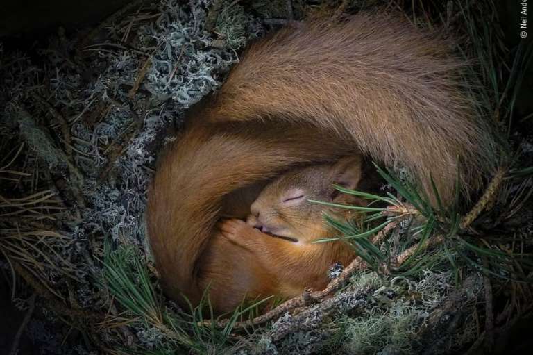 Drey soñando, Neil Anderson (Reino Unido): A medida que el clima se enfrió, dos ardillas rojas euroasiáticas encontraron alivio en una caja que el fotógrafo había instalado en uno de los pinos en las Tierras Altas de Escocia.