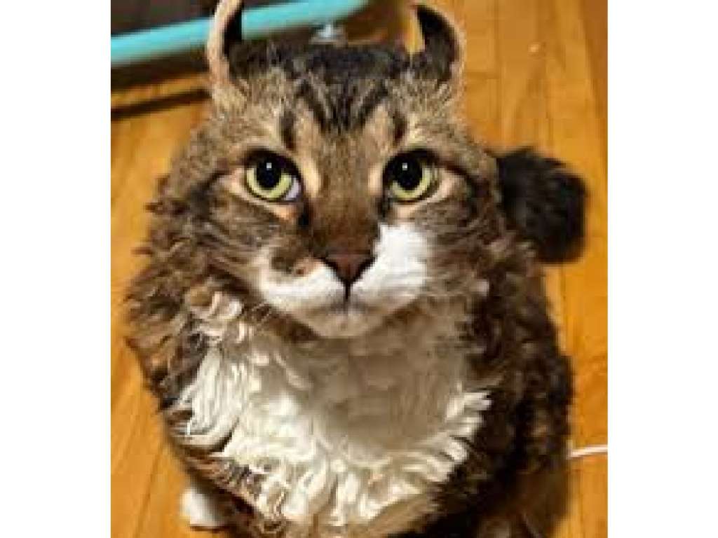 Jimmy, el gato de cinco años que se volvió viral por su inusual pelaje crespo, cautiva a miles de usuarios en redes sociales.