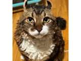 ¿Pelaje crespo? La historia de Jimmy, el gato que está conquistando internet