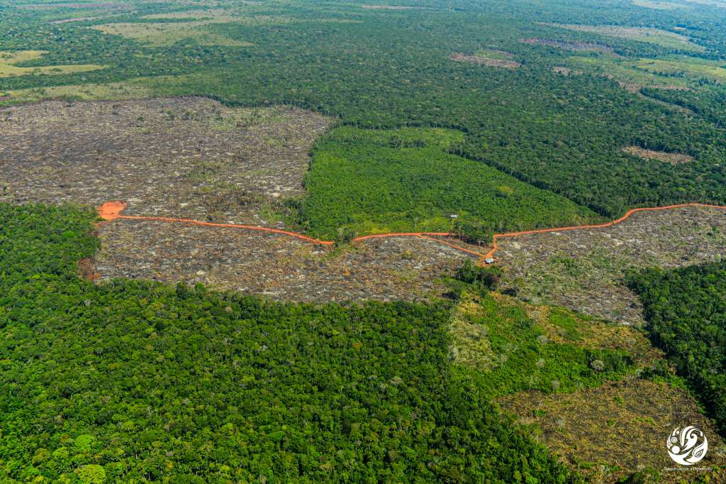 La Fundación Gaia Amazonas estima que en la Amazonía colombiana hay al menos 32.780 kilómetros de carreteras ilegales que se han construido deforestando.