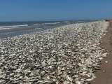 La razón por la que aparecieron miles de peces muertos en las playas de Texas