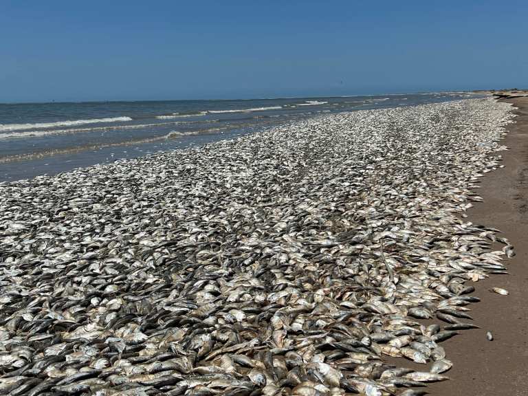 La razón por la que aparecieron miles de peces muertos en las playas de Texas