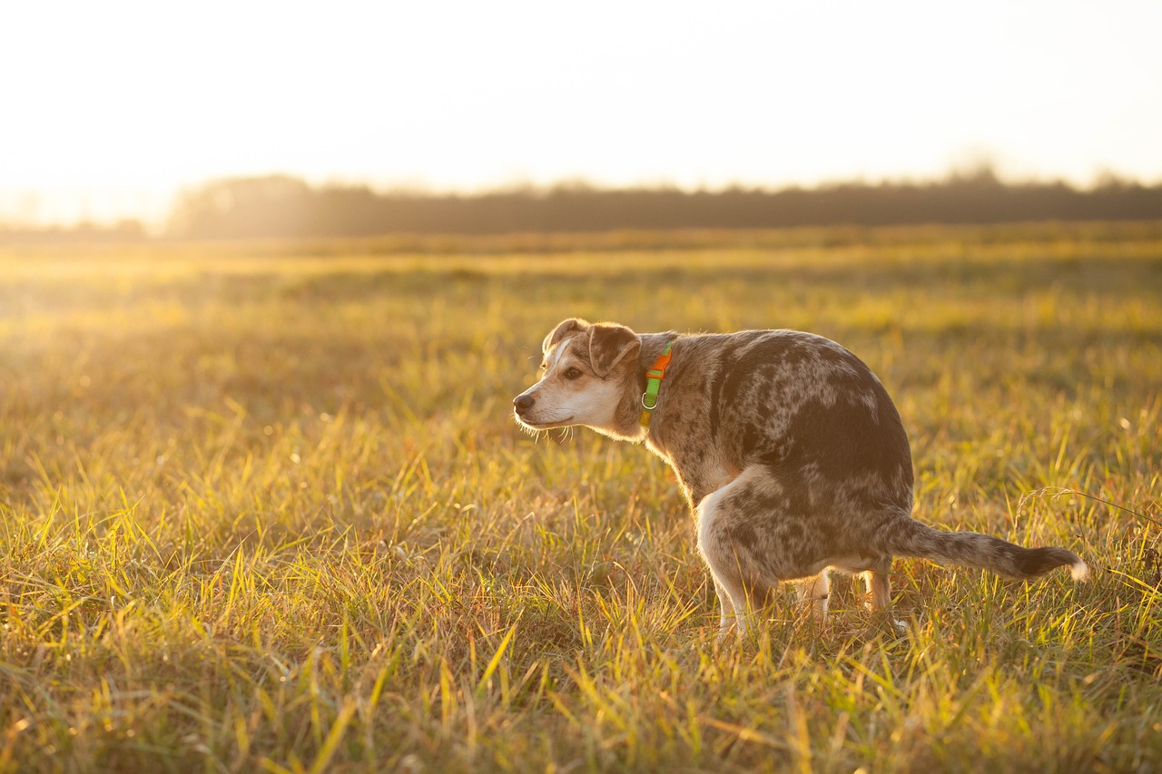 4 consejos para eliminar el olor a orina de perro en tu casa