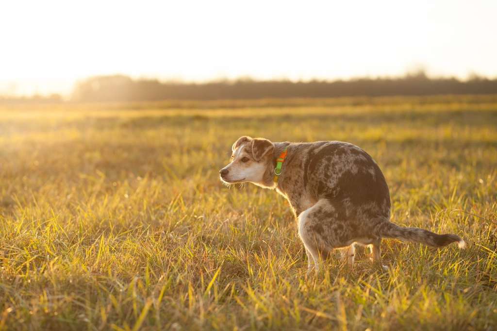 4 consejos para eliminar el olor a orina de perro en tu casa