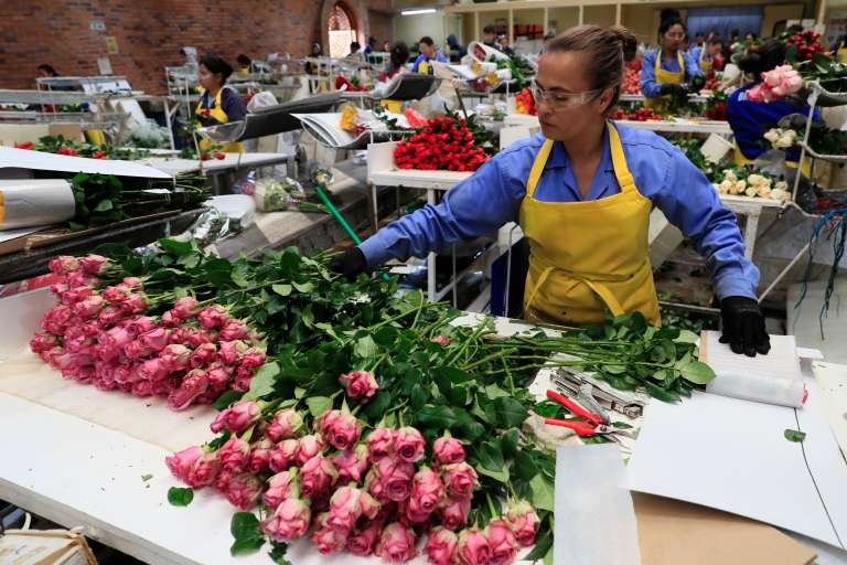 ACOMPAÑA CRÓNICA: COLOMBIA SAN VELNTÍN - AME8405. CHÍA (COLOMBIA), 12/02/2024.- Una mujer trabaja en el empaque de rosas el 31 de enero de 2024, en la hacienda Mongibello en Chía, Cundinamarca (Colombia). De los 700 millones de rosas que Colombia envía cada año a floristerías de todo el mundo por San Valentín, nuevas variedades han nacido de mezclas que resultan en colores morados, rosados o anaranjados, todos ellos especiales y únicos en el mundo. Las variedades de rosas colombianas que se exportan para ser regaladas en Estados Unidos, Japón, Canadá, Reino Unido o España, entre otros países, tienen derechos de propiedad intelectual a nombre de los creadores originales de las variedades, a los que la industria llama 'breeders' (criadores). EFE/ Carlos Ortega