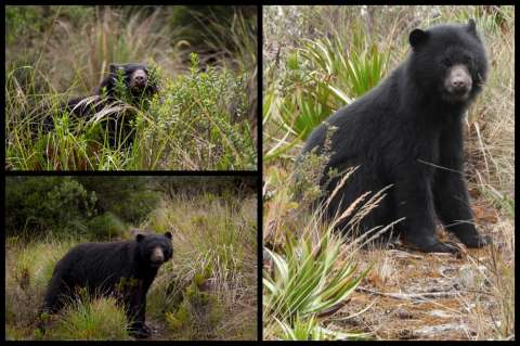 En fotos: la especie de oso que camina por Colombia