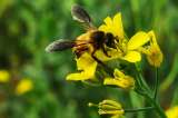 El pesticida que mata a las abejas del mundo