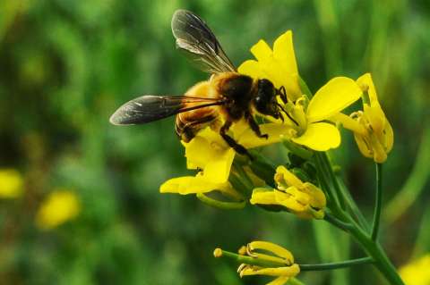 El pesticida que mata a las abejas del mundo