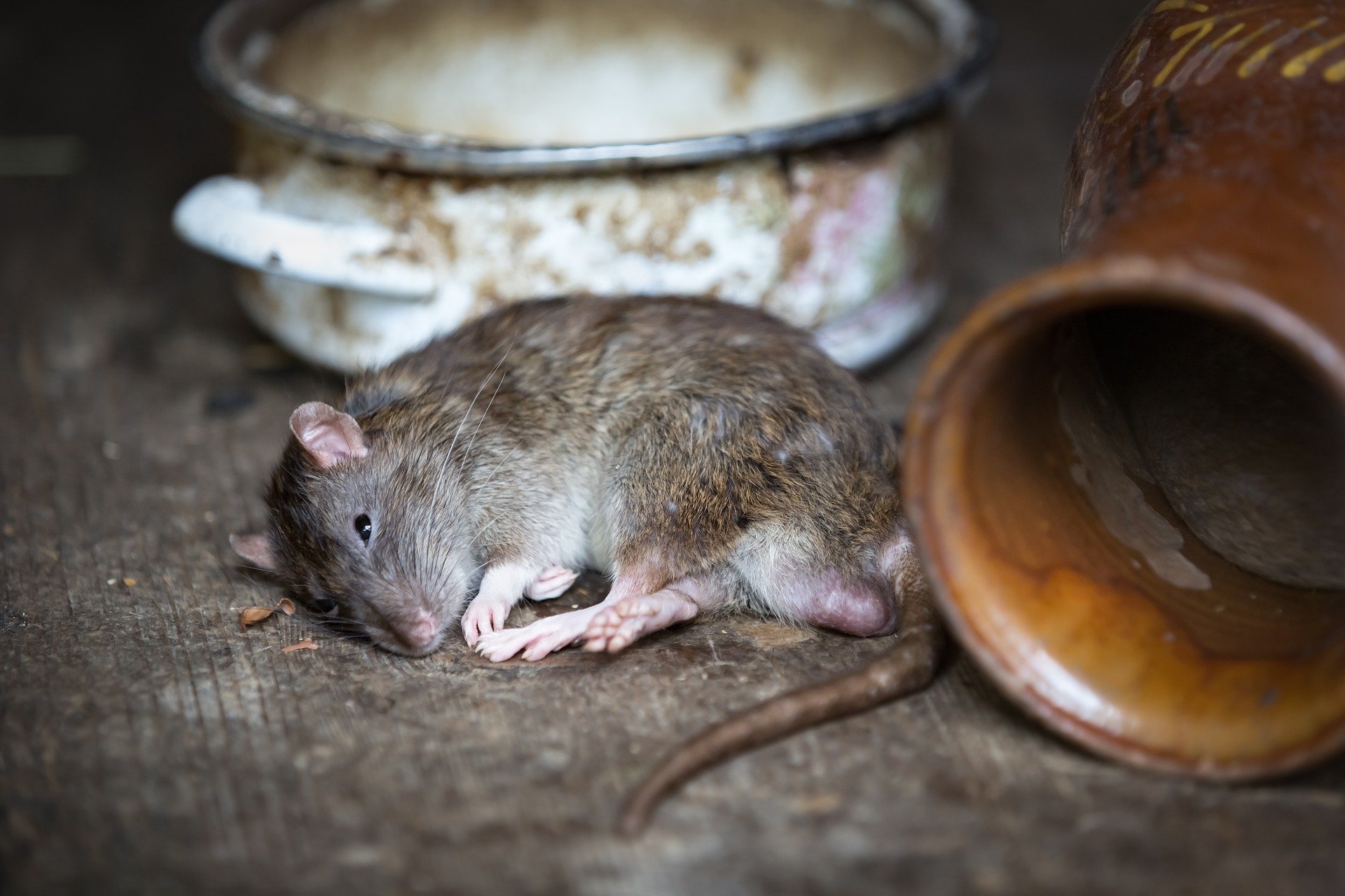 Ratón
