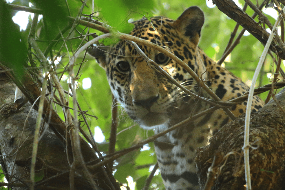 Jaguar (Panthera onca).