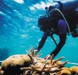 Arrecifes de coral en San Andrés: una barrera natural ante huracanes