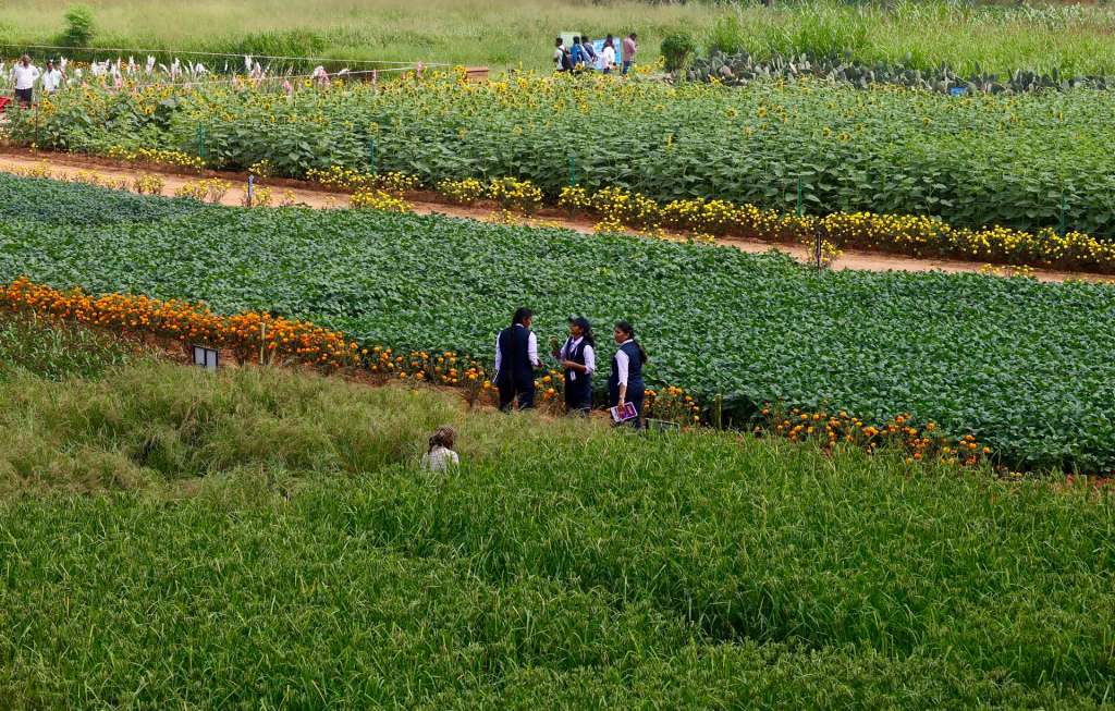 BANGALORE (India), 13/11/2025.- A general view of experimental fields at the Krishi Mela – 2025 themed ‘Prosperous Agriculture – Viksit Bharat: Soil, Water, and Crop’, held at Government Krishi Vigyan Kendra (GKVK) in Bangalore, India, 13 November 2025. The annual event of Krishi Mela, or agricultural fair, will feature a lineup of advancements in agricultural farming and a wide range of exhibitors representing industries such as seeds, agrochemicals, fertilisers, farm machinery and equipment, irrigation systems, food processing and animal husbandry. Around 700 stalls at the fair, offering practical solutions to common agricultural challenges and the latest farming technologies, cropping patterns, and research to the farmers. The four-day event runs from 13 to 16 November 2025. EFE/EPA/JAGADEESH NV
