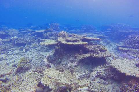 Gran Barrera de Coral ha perdido más de la mitad de su ecosistema en 25 años
