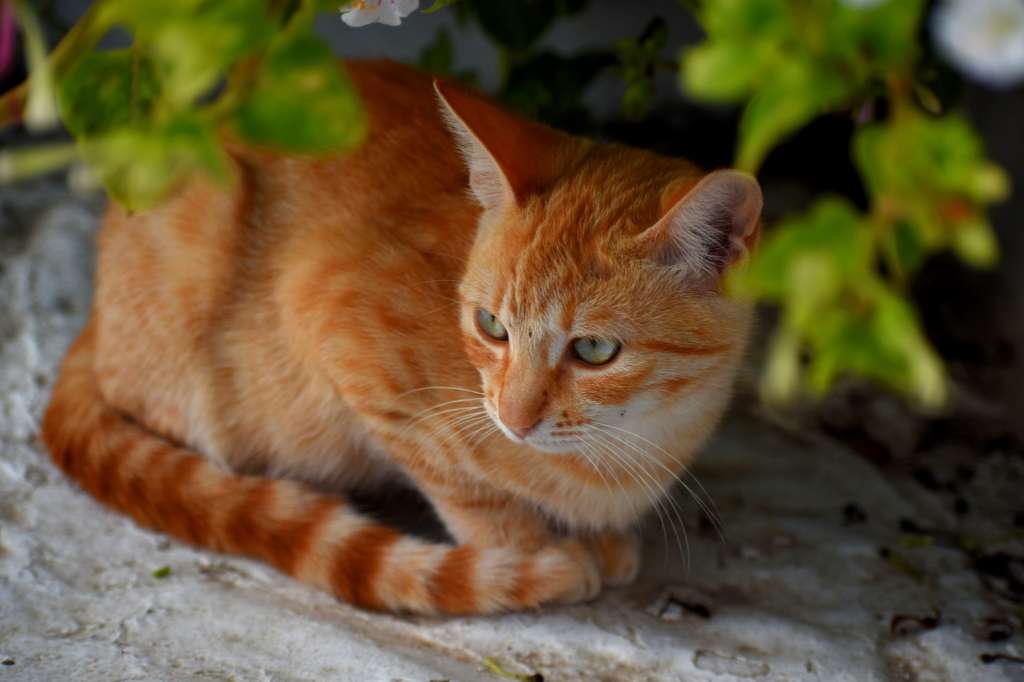 ¿Cómo se puede llamar un gato macho?