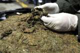 Autoridades incautan media tonelada de marihuana en Bogotá