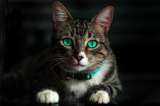 Nombres para gatos machos: 8 ideas con su significado para ponerle a tu mascota