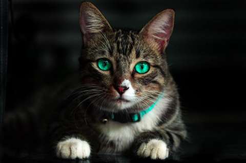 Nombres para gatos machos: 8 ideas con su significado para ponerle a tu mascota