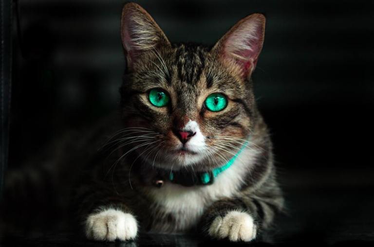 Los gatos que más juegan con sus cuidadores tienen una mejor calidad de vida