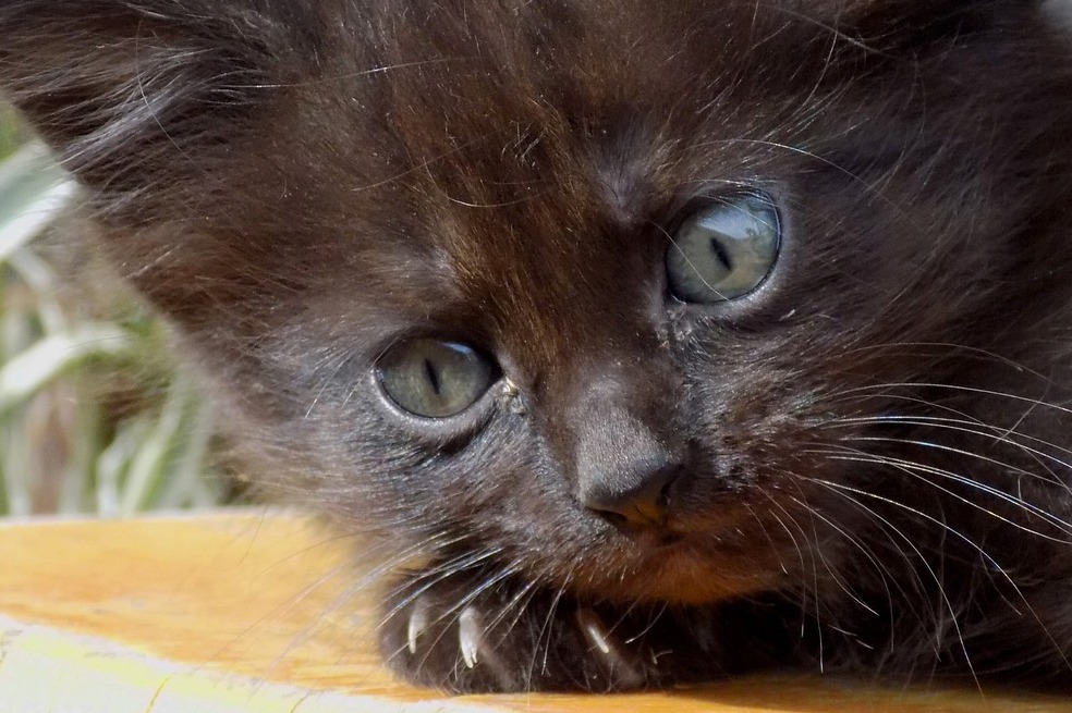 Otro mito que existe sobre los gatos negros es que estos son agresivos, a diferencia de otros gatos. En realidad, son gatos que suelen caracterizarse por su sensibilidad, el apego que generan con sus cuidadores, y su inteligencia.