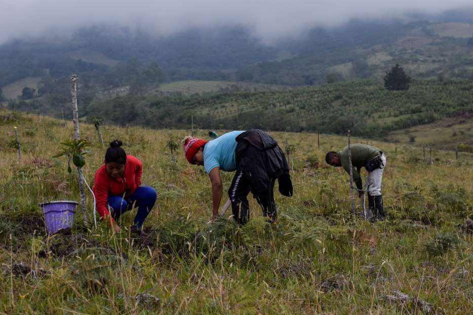 Las tierras pertenecen al resguardo indígena de Tumburao y de acuerdo a un comodato a 25 años se las facilitaron para el cultivo de aguacate y para un proyecto de Piscicultura.  / Fotos: Lía Valero