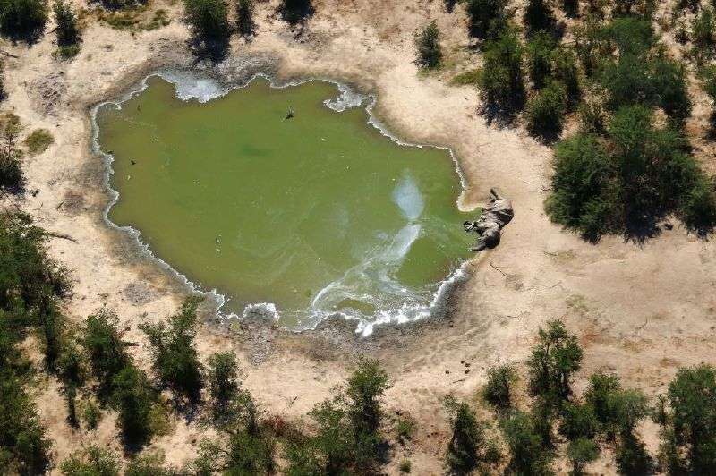 Un verdadero “desastre de conservación”. Así es como varios expertos han descrito lo que está sucediendo en Botsuana, en el sur de África. / AFP