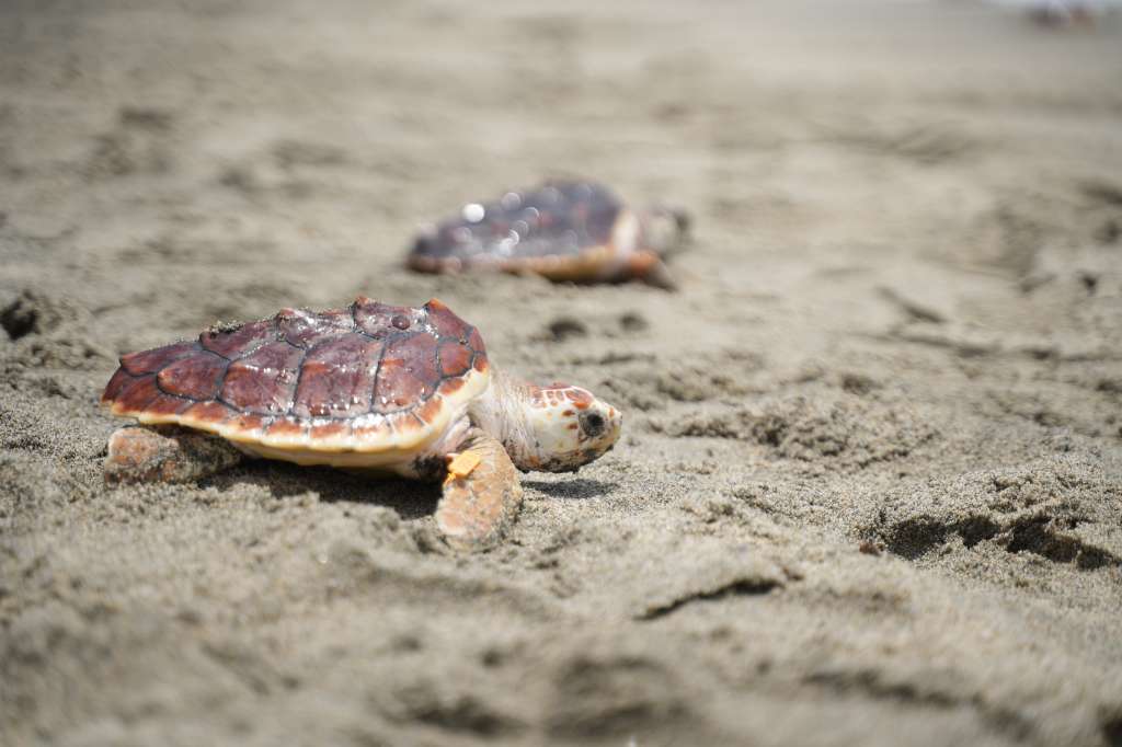 Casi todas las especies de tortugas marinas que hay en el mundo se encuentran en algún grado de amenaza de extinción.