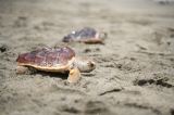 La larga lucha por recuperar las tortugas marinas en Magdalena