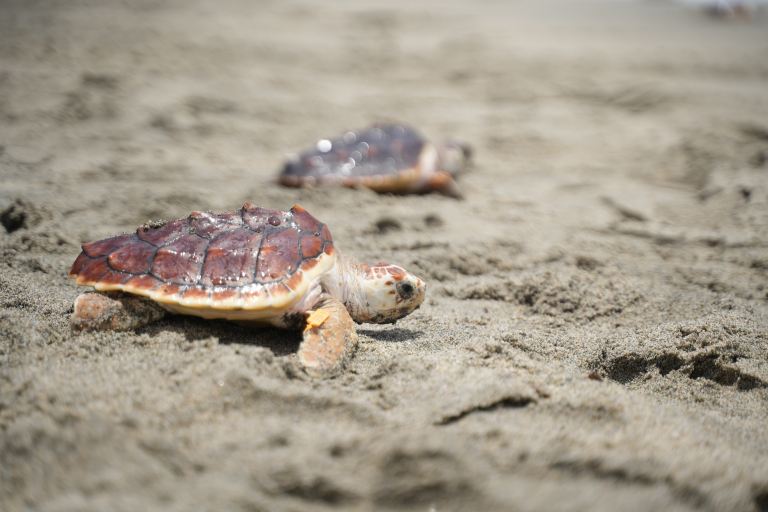 La larga lucha por recuperar las tortugas marinas en Magdalena
