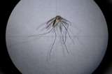 Conozca cinco plantas que pueden repeler a los mosquitos