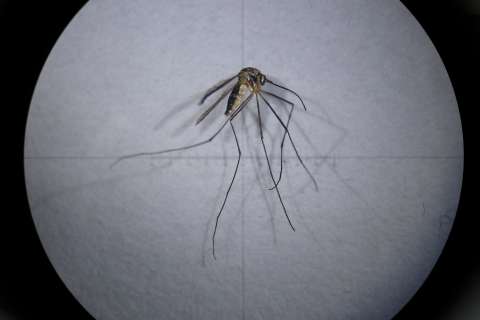 Conozca cinco plantas que pueden repeler a los mosquitos