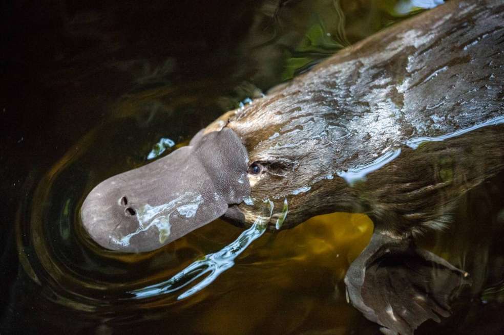 El ornitorrinco es un mamífero peculiar. Pone huevos, es venenoso, tiene hocico en forma de pico de pato, cola de castor y patas de nutria.