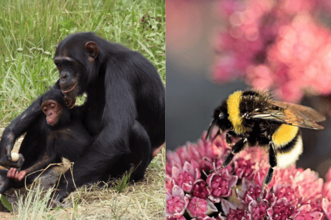 Se creía que esta habilidad era única de los humanos, pero fue observada en animales