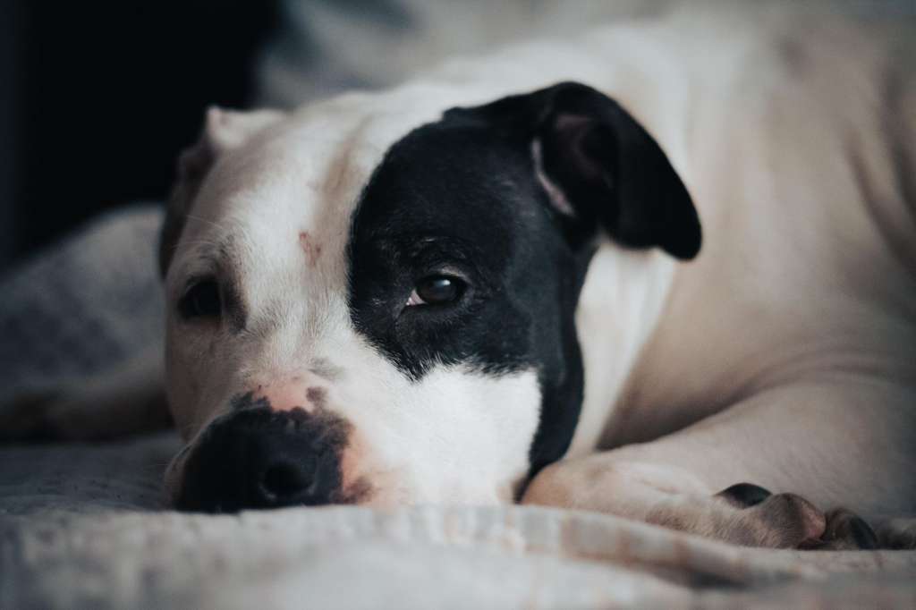 A esta pitbull la dejaron abandonada bajo la lluvia: ayúdela a encontrar un hogar
