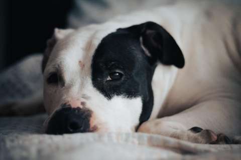 A esta pitbull la dejaron abandonada bajo la lluvia: ayúdela a encontrar un hogar